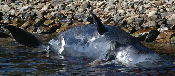 Погибшая самка кита  Погибшая самка кита  - Sputnik Южная Осетия