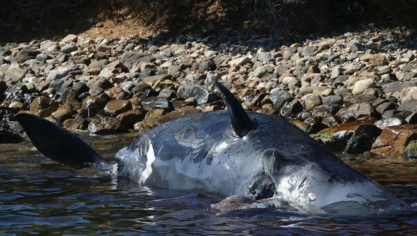 Погибшая самка кита  - Sputnik Южная Осетия