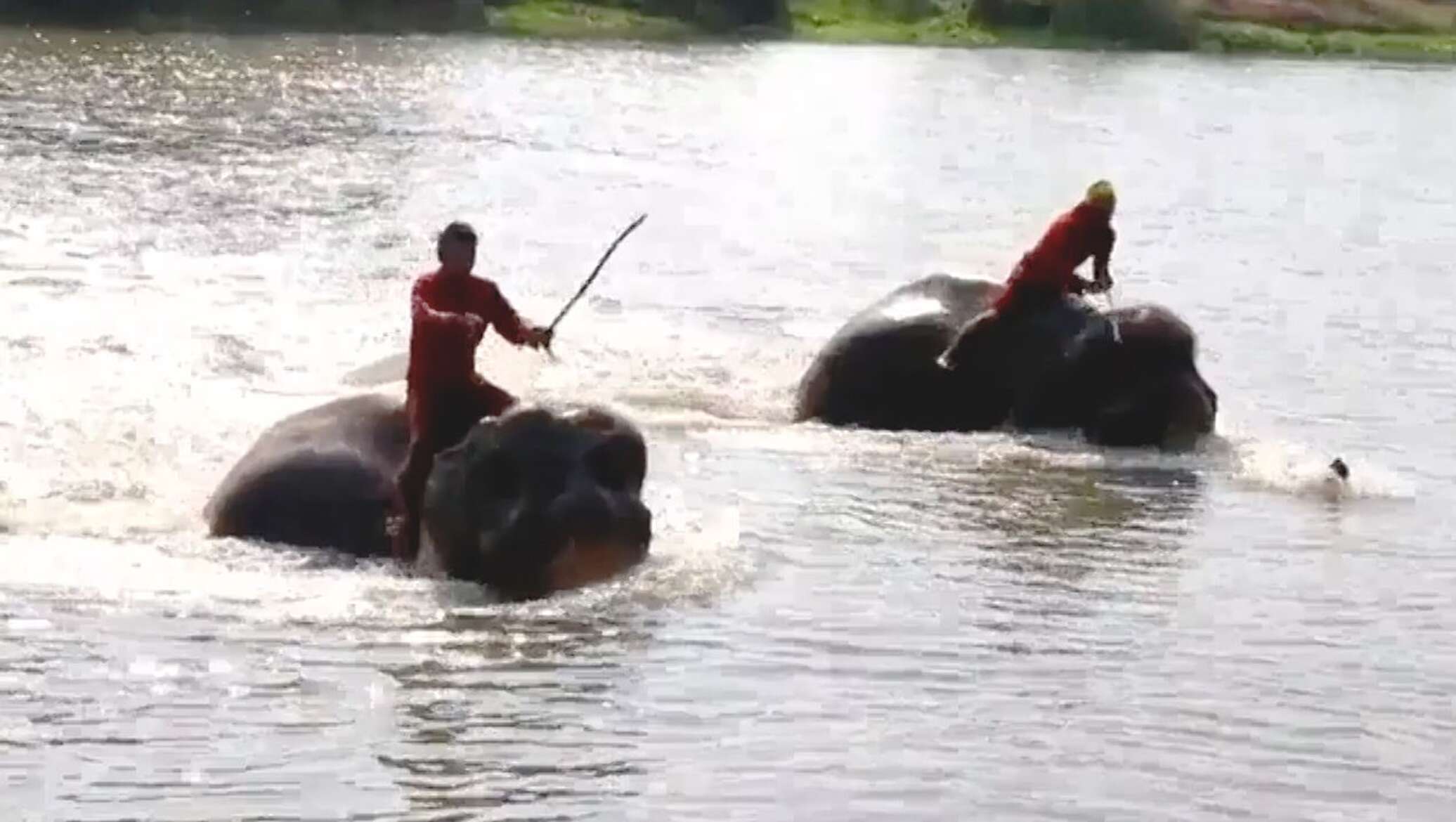 Самое сильное животное в воде