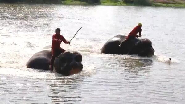 Слонам устроили тренировку в воде в честь церемонии коронации короля Таиланда - Sputnik Южная Осетия