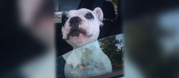 Собака спела оперную арию из окна автомобиля - смешное видео Собака спела оперную арию из окна автомобиля - смешное видео - Sputnik Южная Осетия