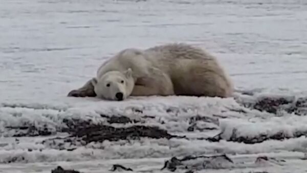Жители Камчатки спасают полярного медведя - Sputnik Южная Осетия