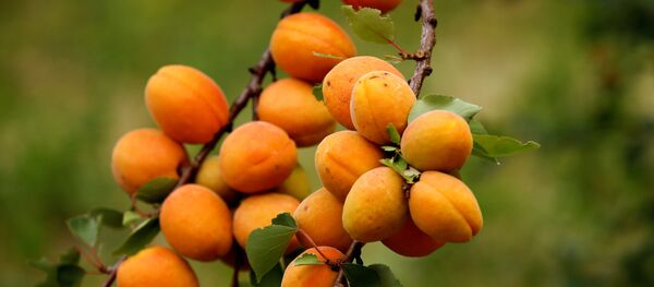 Швейцария: абрикосы - Sputnik Южная Осетия