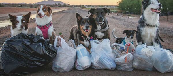 Собака убирает мусор Собака убирает мусор - Sputnik Южная Осетия