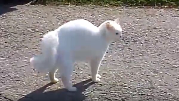 Страшнее кошки зверя нет: белая кошка гоняет собак - Sputnik Южная Осетия