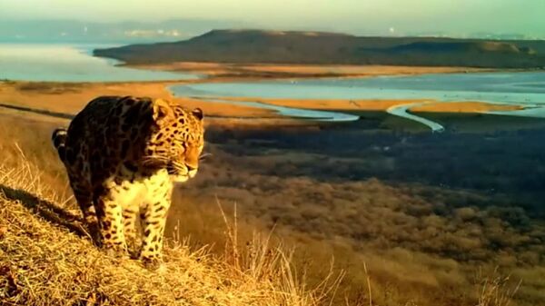 Амурский тигр и дальневосточный леопард попали в фотоловушку в окрестностях Владивостока - Sputnik Южная Осетия