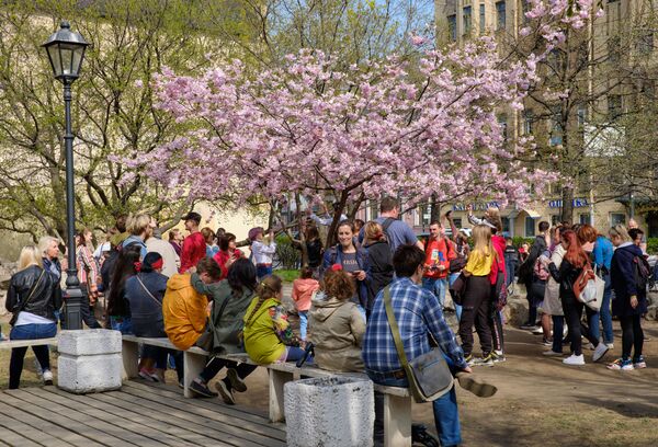 Жители Санкт-Петербурга у цветущей сакуры в Китайском садике на Литейном проспекте - Sputnik Южная Осетия