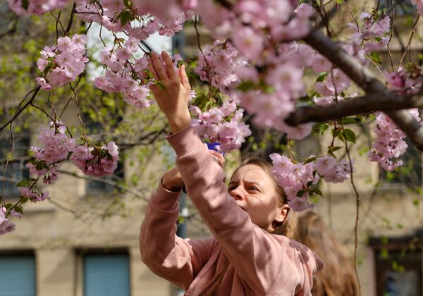 Девушка у цветущей сакуры в Китайском садике на Литейном проспекте в Санкт-Петербурге - Sputnik Южная Осетия