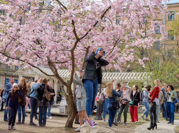 Жители Санкт-Петербурга у цветущей сакуры в Китайском садике на Литейном проспекте - Sputnik Южная Осетия