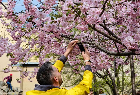 Мужчина фотографирует цветущую сакуру в Китайском садике на Литейном проспекте в Санкт-Петербурге - Sputnik Южная Осетия
