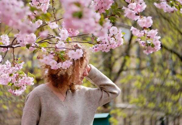 Девушка у цветущей сакуры в Китайском садике на Литейном проспекте в Санкт-Петербурге - Sputnik Южная Осетия