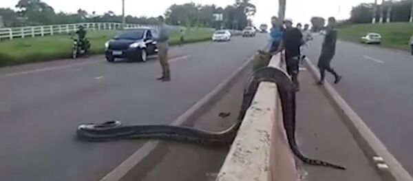 Огромная анаконда остановила движение в Бразилии Огромная анаконда остановила движение в Бразилии - Sputnik Южная Осетия