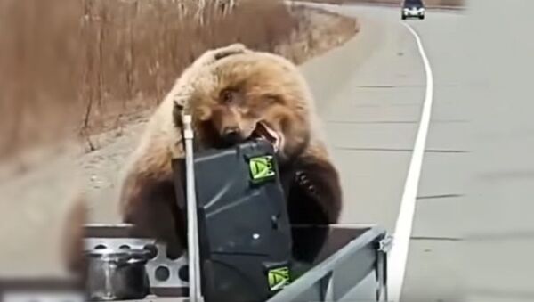 На Камчатке медведь украл у охотников холодильник с едой и попал на видео - Sputnik Южная Осетия
