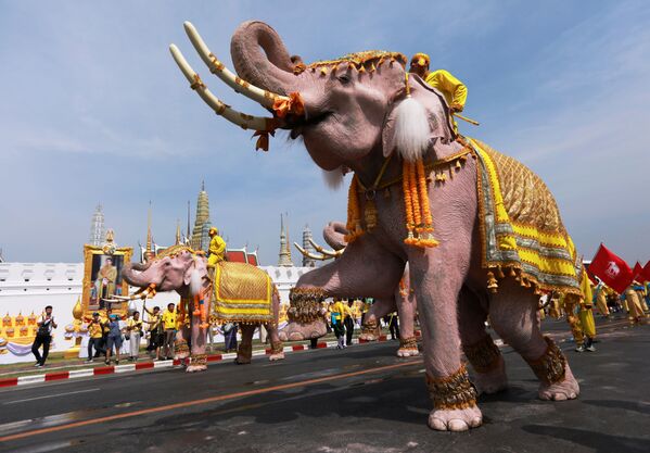 Слоны во время торжеств в центре Бангкока в честь коронации нового короля Таиланда - Sputnik Южная Осетия