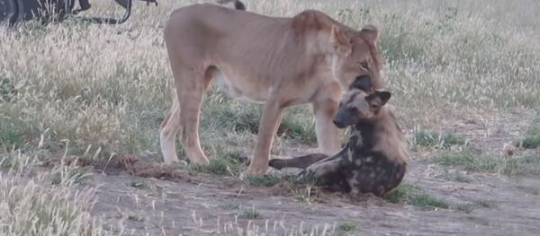 Дикая собака притворилась мертвой - Sputnik Южная Осетия