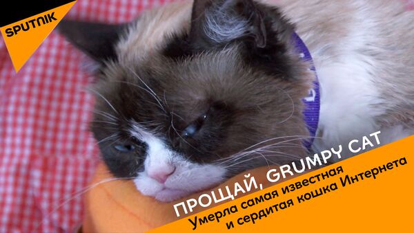 Прощай, Grumpy Cat - Sputnik Южная Осетия