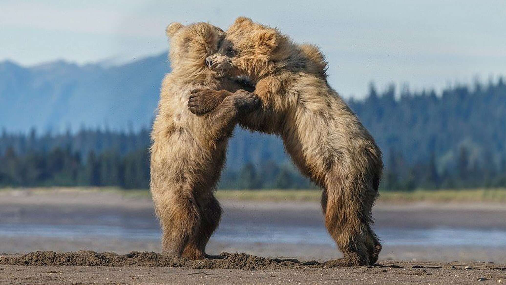 Почему 2 медведя. Два медвежонка. 2 Медведя. Медвежонок целует. Двое медвежат.