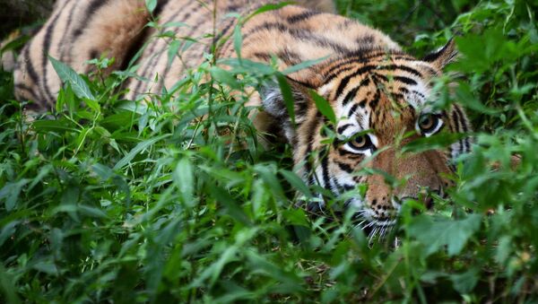 Десятимесячный тигренок Шерхан, родившийся от знаменитого амурского тигра Амура и тигрицы Уссури, в вольере Приморского сафари-парка  - Sputnik Южная Осетия