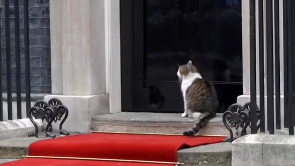 Это для меня? Кошка на Даунинг-стрит прогуливалась по красной дорожке Трампа! - Sputnik Южная Осетия