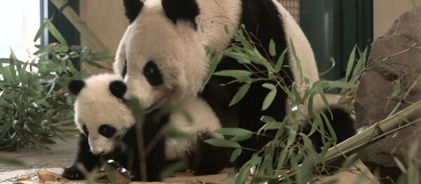 Дипломатия панд Дипломатия панд - Sputnik Южная Осетия