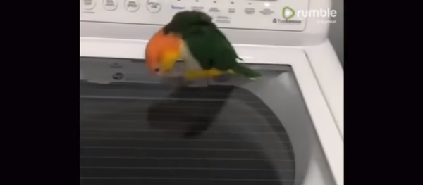 Попугай на стиральной машине  - Sputnik Южная Осетия