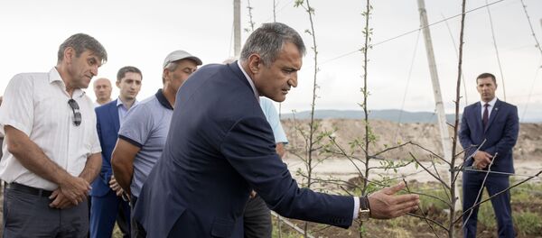 Яблоневые сады в Цхинвальском районе Южной Осетии Яблоневые сады в Цхинвальском районе Южной Осетии - Sputnik Южная Осетия