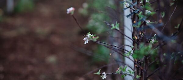 Яблоневые сады в Цхинвальском районе Южной Осетии Яблоневые сады в Цхинвальском районе Южной Осетии - Sputnik Южная Осетия