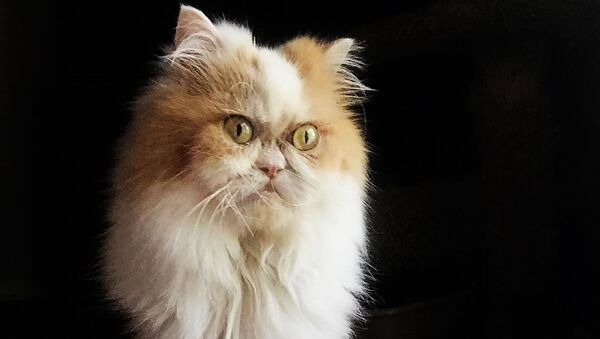 Новый Grumpy Cat - Sputnik Южная Осетия