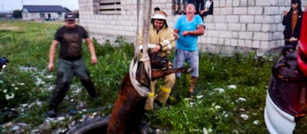 В Ардоне пожарные спасли провалившегося в колодец теленка В Ардоне пожарные спасли провалившегося в колодец теленка - Sputnik Южная Осетия