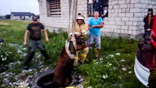 В Ардоне пожарные спасли провалившегося в колодец теленка - Sputnik Южная Осетия