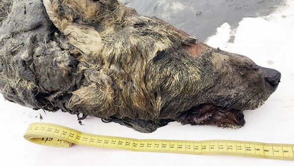 В Якутии нашли голову волка, жившего 40 000 лет назад - Sputnik Южная Осетия