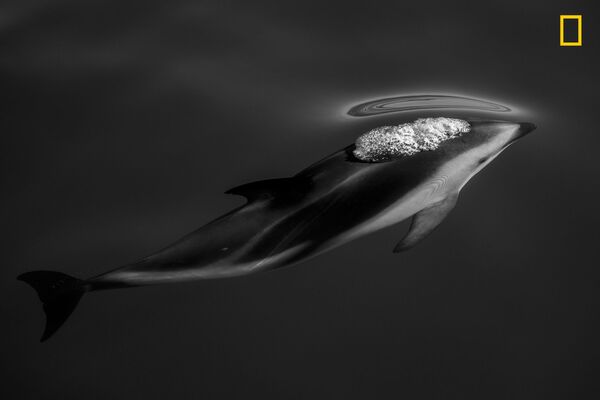 Снимок Dusky Dolphins фотографа Scott Portelli, занявший третье место в категории Nature конкурса National Geographic Travel Photo 2019 - Sputnik Южная Осетия