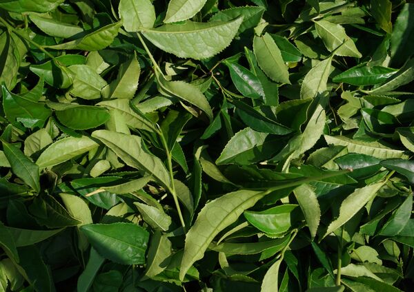 Чайный лист, собранный на плантациях чайной фабрики в микрорайоне Мацеста города Сочи - Sputnik Южная Осетия