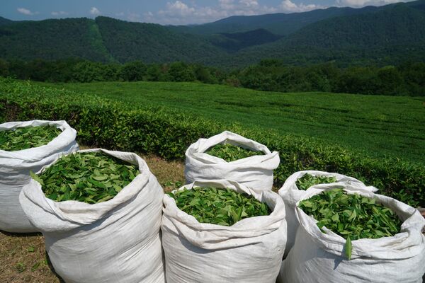 Чайный лист в мешках на плантациях чайной фабрики в микрорайоне Мацеста города Сочи - Sputnik Южная Осетия