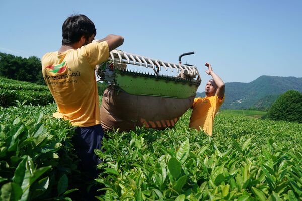 Механизированный сбор чайного листа на плантациях в микрорайоне Мацеста города Сочи - Sputnik Южная Осетия