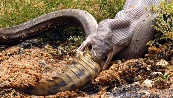 В Австралии питон целиком проглотил крокодила - Sputnik Южная Осетия