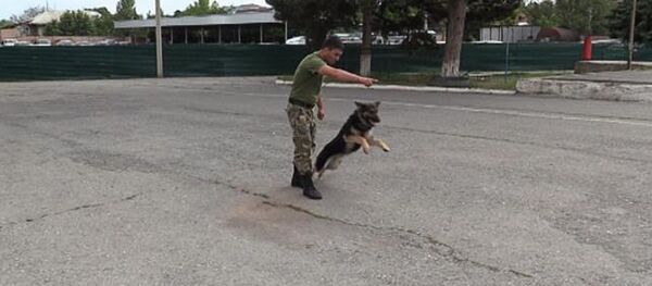 Сотрудник кинологического центра ОМОН со своей служебной собакой привез первое место с соревнований специалистов - кинологов Сотрудник кинологического центра ОМОН со своей служебной собакой привез первое место с соревнований специалистов - кинологов - Sputnik Южная Осетия