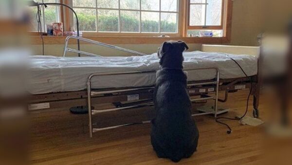 Верный пес остался ждать умершего хозяина у больничной койки - Sputnik Южная Осетия