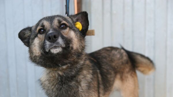 Собака с клипсой в ухе - Sputnik Южная Осетия