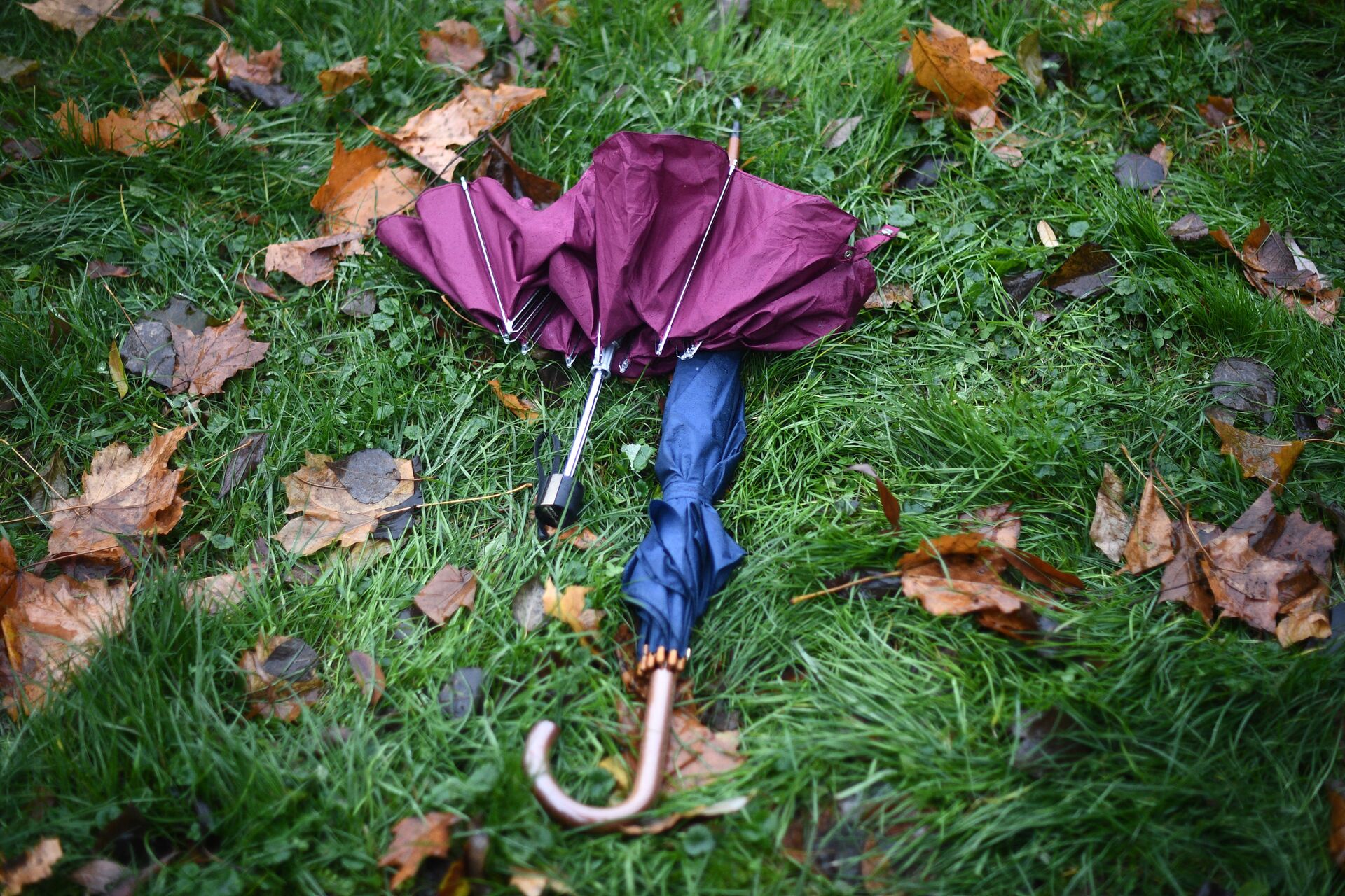 Забытый зонтик. Трава зонтик. Забытый зонт. Зонт на траве. Ржавчина на зонте.