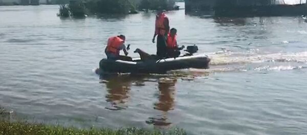 Спасение домашних животных из зоны паводка в Иркутской области Спасение домашних животных из зоны паводка в Иркутской области - Sputnik Южная Осетия