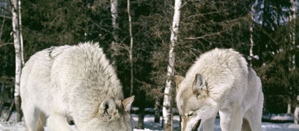 Серые волки Серые волки - Sputnik Южная Осетия