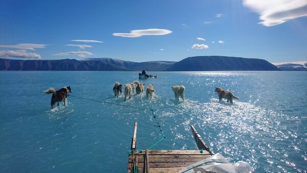 Ездовые собаки тянут сани по покрытому водой льду Гренландии - Sputnik Южная Осетия