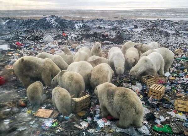 Белые медведи ищут еду на мусорной свалке недалеко от деревни Белушья Губа, архипелаг Новая Земля - Sputnik Южная Осетия