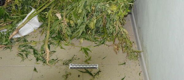 Сотрудники милиции обнаружили в Ленингорском районе сотни кустов дикорастущей конопли Сотрудники милиции обнаружили в Ленингорском районе сотни кустов дикорастущей конопли - Sputnik Южная Осетия