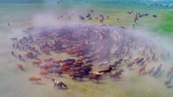 Захватывающее зрелище - сотни лошадей скачут галопом - Sputnik Южная Осетия