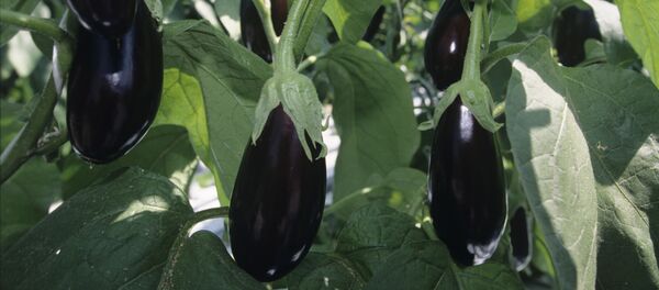 Баклажаны Баклажаны - Sputnik Южная Осетия