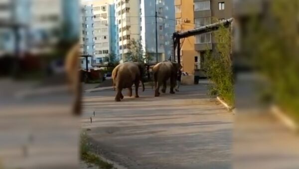 Прогуливающихся по Якутску слонов сняли на видео - Sputnik Южная Осетия