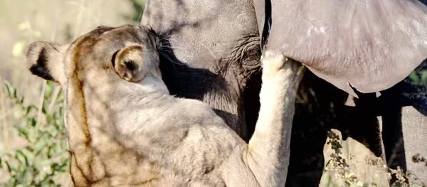 Львица против слона: кто победит? - Sputnik Южная Осетия