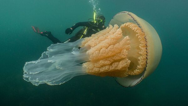 У берегов Англии обнаружили гигантскую медузу размером с человека - Sputnik Южная Осетия